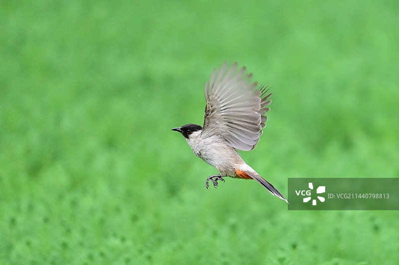 鸟栖息在草地上的特写镜头图片素材