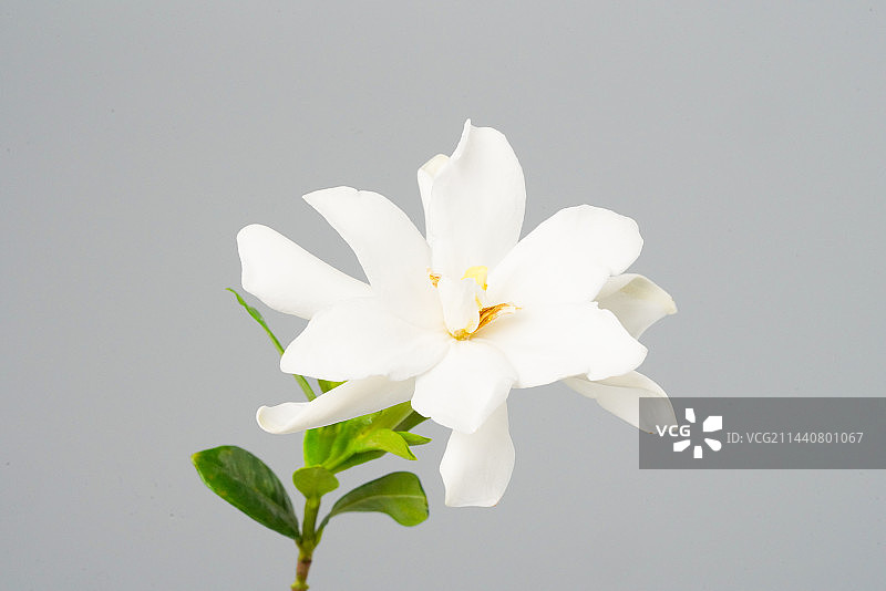 栀子花图片素材