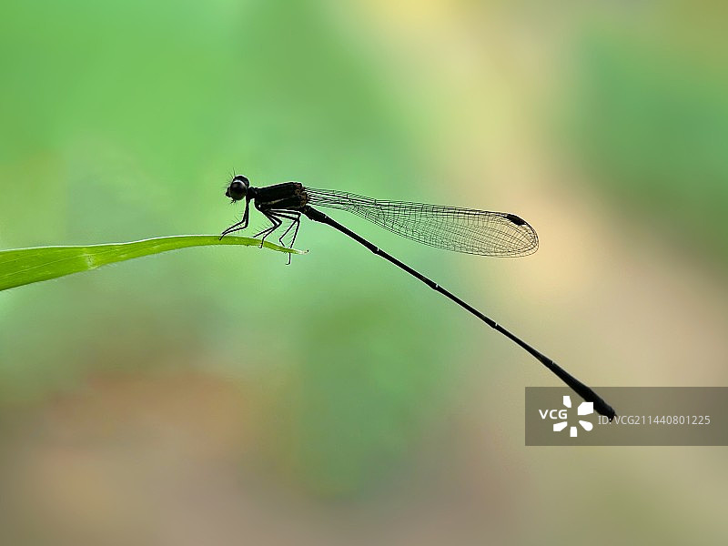 植物上豆娘特写镜头图片素材