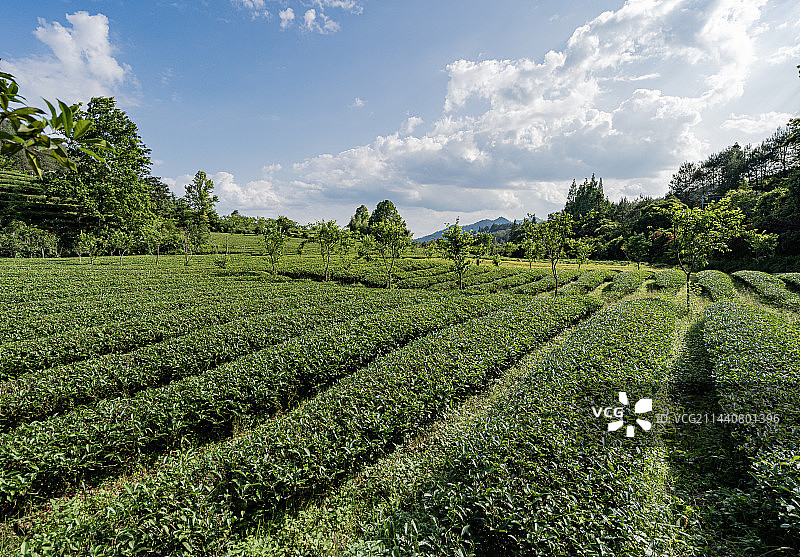 武夷山景区燕子窠生态茶园，福建南平图片素材