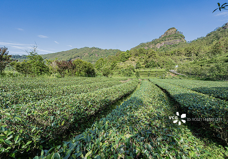 武夷山景区燕子窠生态茶园，福建南平图片素材