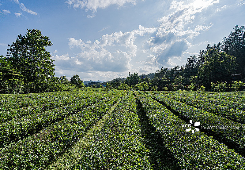 武夷山景区燕子窠生态茶园，福建南平图片素材