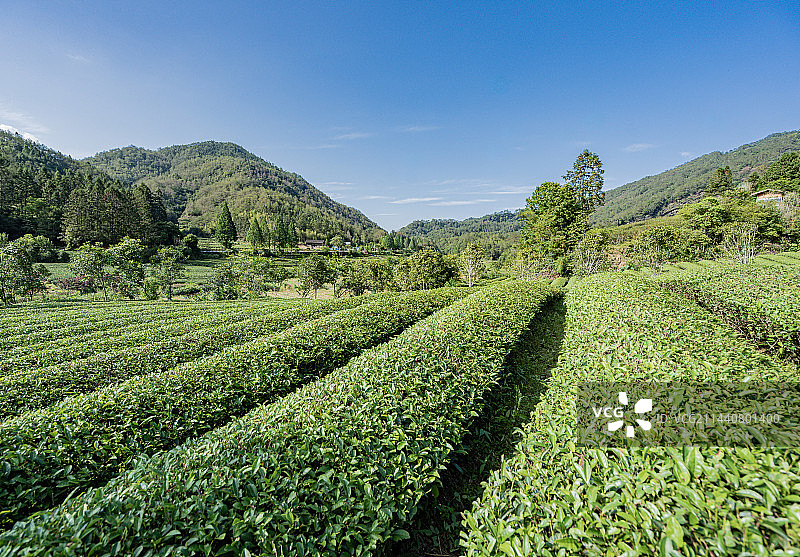 武夷山景区燕子窠生态茶园，福建南平图片素材