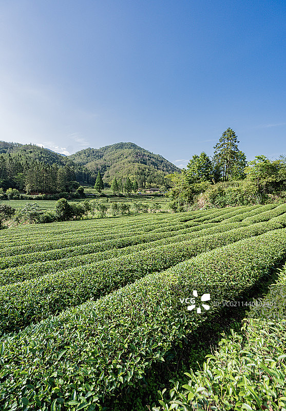 武夷山景区燕子窠生态茶园，福建南平图片素材