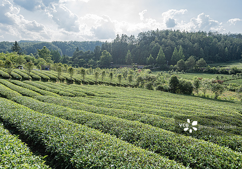 武夷山景区燕子窠生态茶园，福建南平图片素材