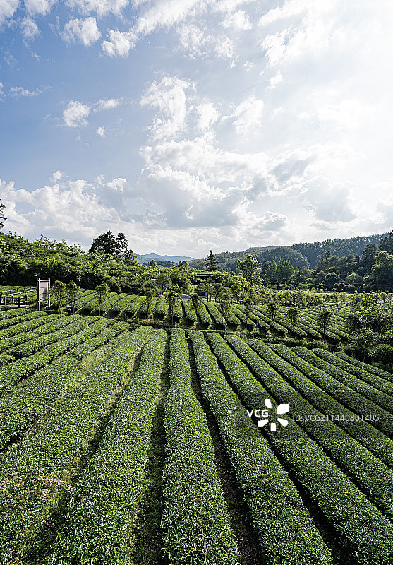 武夷山景区燕子窠生态茶园，福建南平图片素材