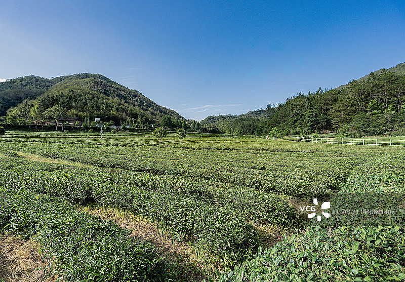 武夷山景区燕子窠生态茶园，福建南平图片素材