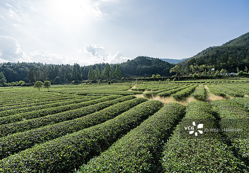 武夷山景区燕子窠生态茶园，福建南平图片素材