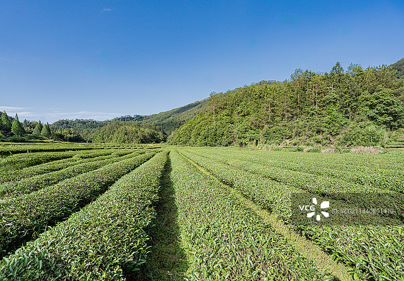 武夷山景区燕子窠生态茶园，福建南平图片素材