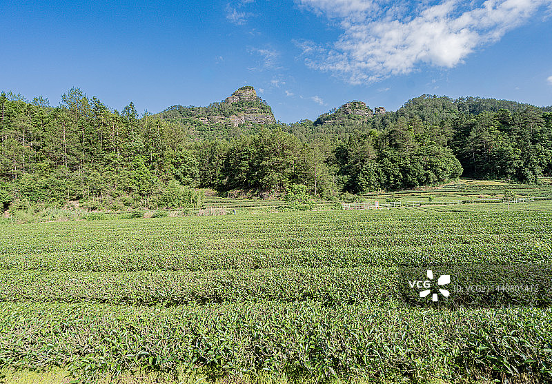 武夷山景区燕子窠生态茶园，福建南平图片素材