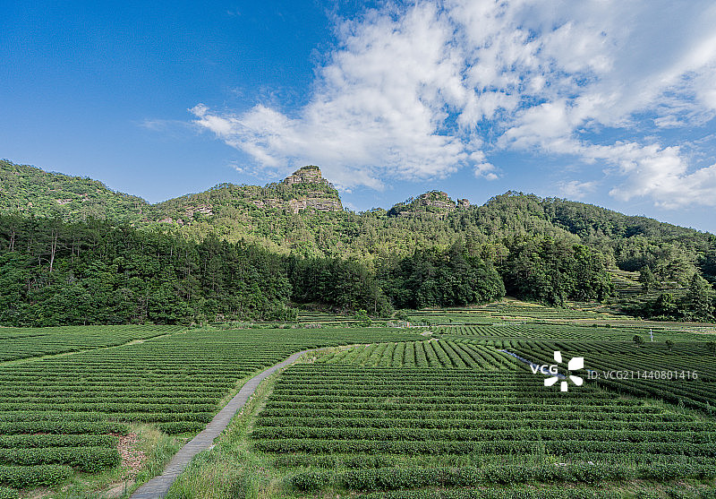 武夷山景区燕子窠生态茶园，福建南平图片素材