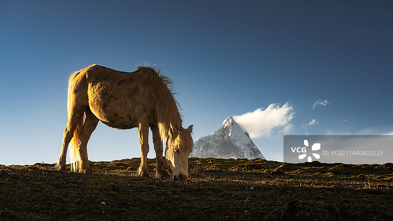 雪山下的马匹图片素材