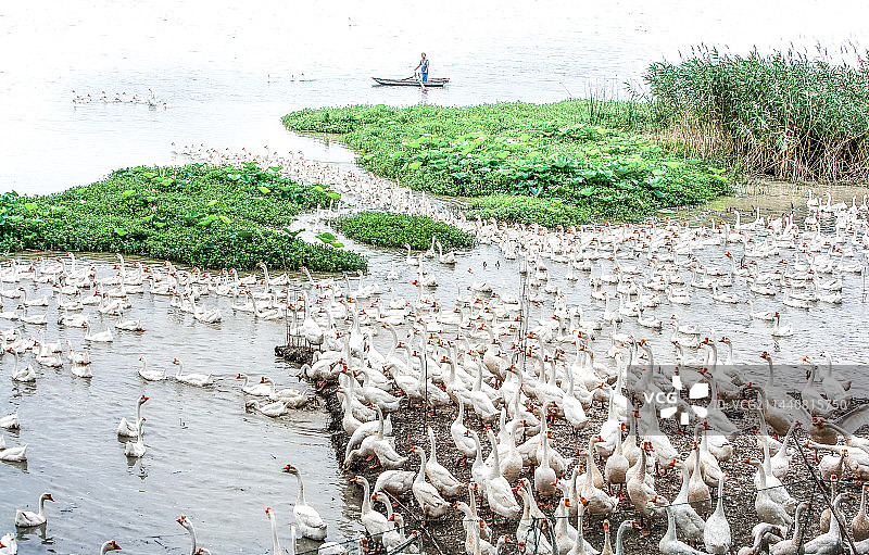 家乡白鹅似繁星图片素材