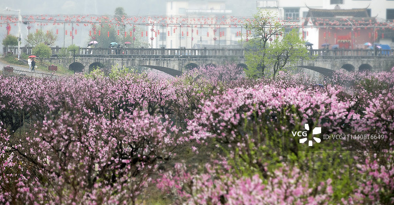 虎头村桃花节桃花朵朵开图片素材