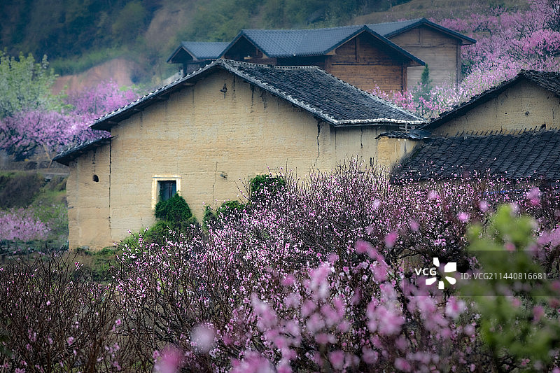虎头村桃花节桃花朵朵开图片素材