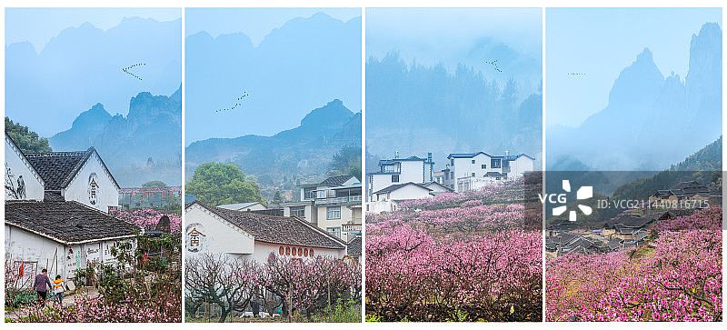 桃花朵朵开图片素材