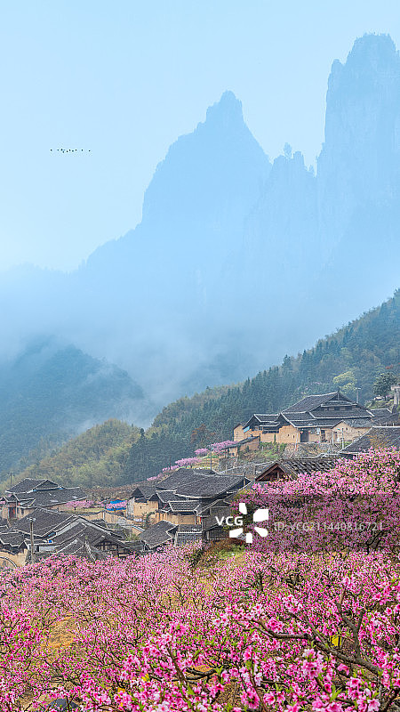 桃花朵朵开图片素材