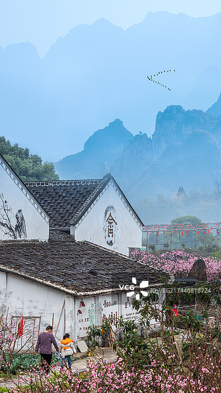 桃花朵朵开图片素材