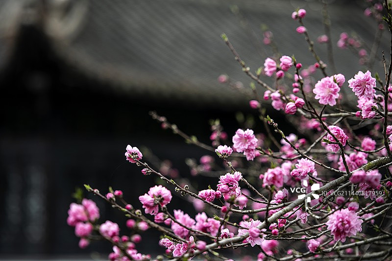 扬州盆景园春色(3)图片素材