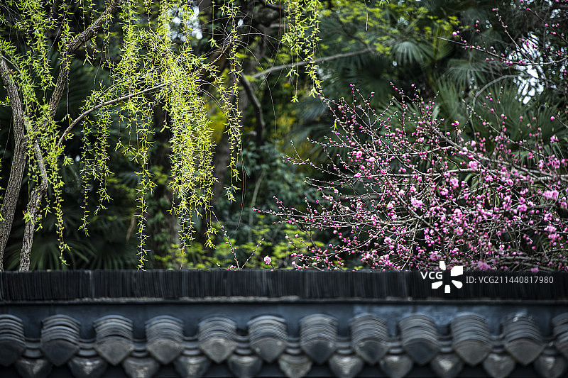 扬州盆景园春色(8)图片素材