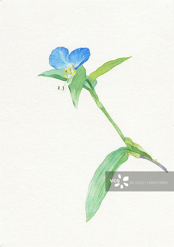 水彩手绘鸭跖草图片素材