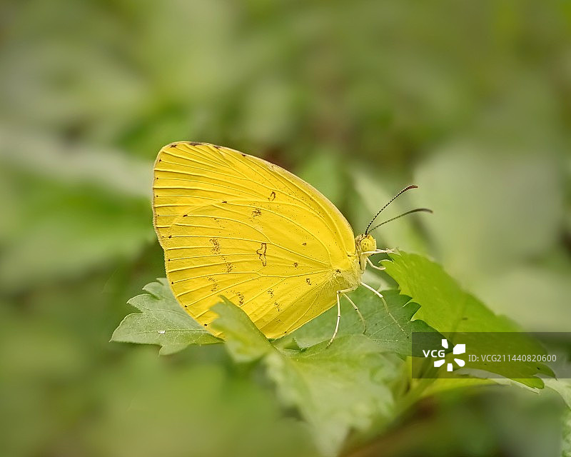 菜粉蝶图片素材