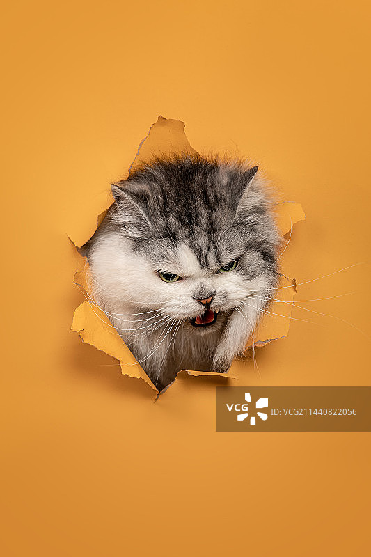 黄色背景下的猫特写镜头图片素材