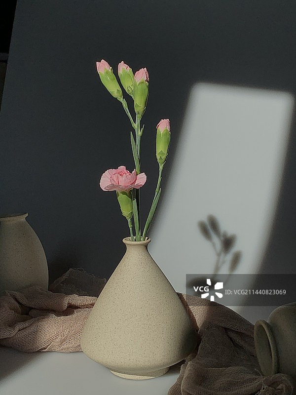 康乃馨和它的影子图片素材