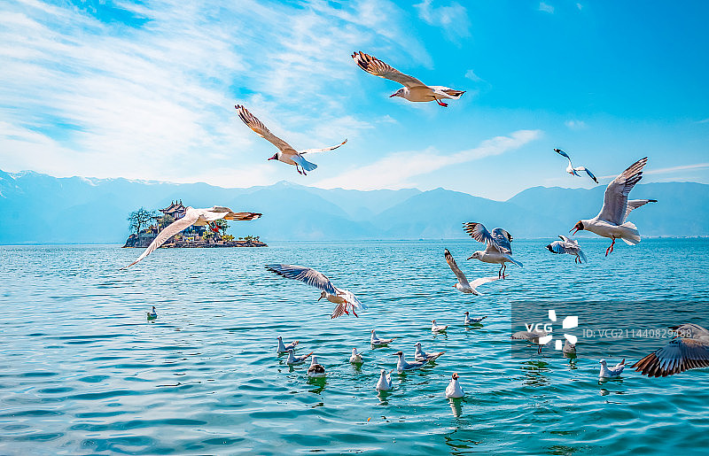 大理洱海海鸥图片素材
