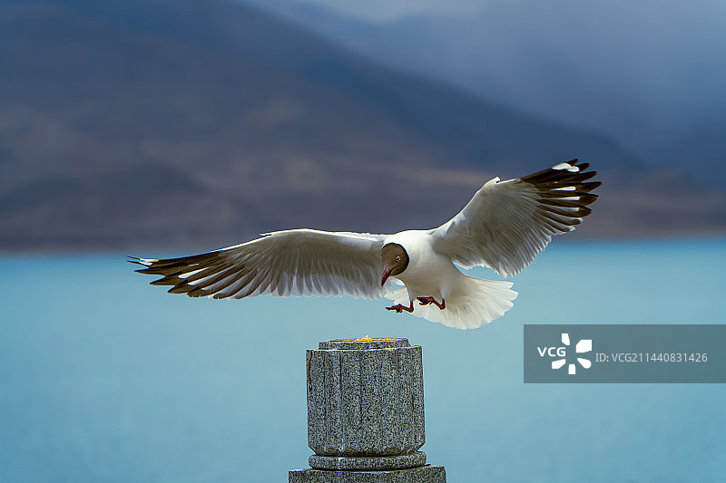 在西藏圣湖羊卓雍措打鸟图片素材