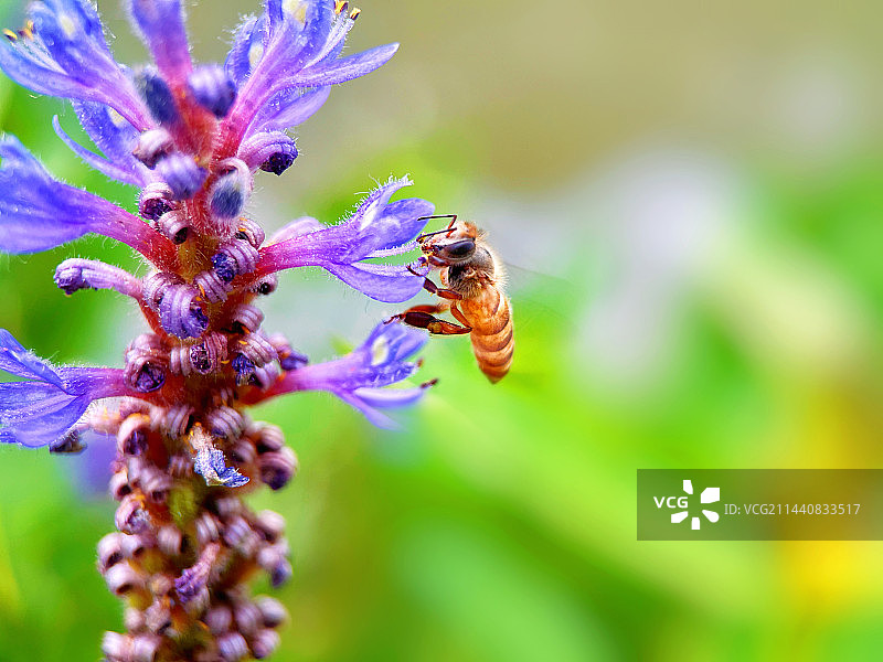 花儿真香图片素材