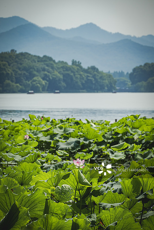 西湖初夏意境图片素材