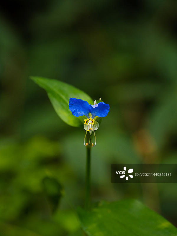 鸭跖草的蓝色小花图片素材