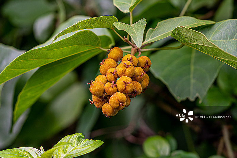 石岩枫（有毒，可治毒蛇咬伤）图片素材