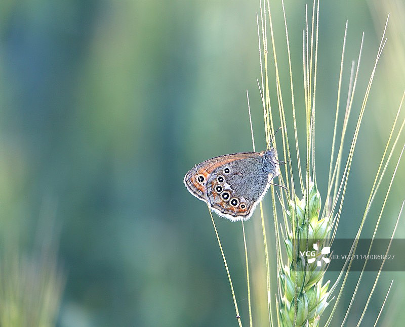 植物上蝴蝶特写镜头图片素材
