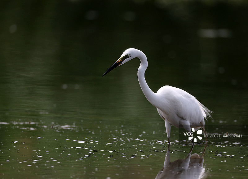 中白鹭图片素材