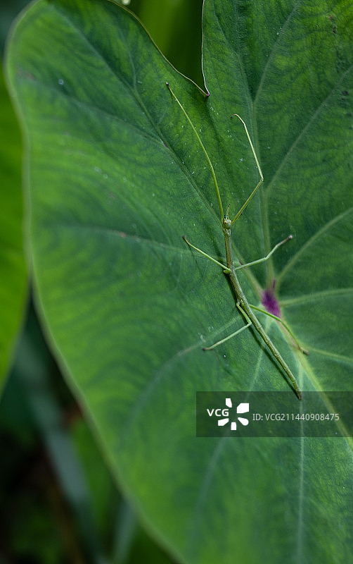 静静等待的竹节虫图片素材