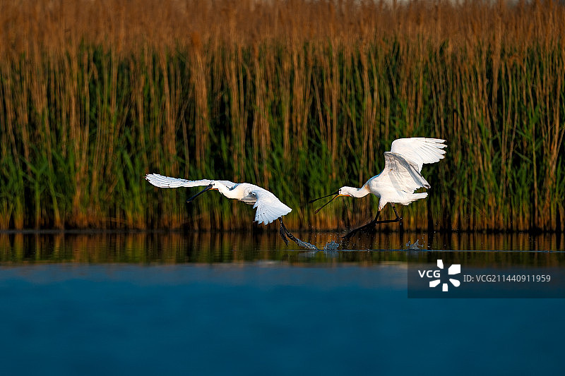 大庆湿地白琵鹭图片素材