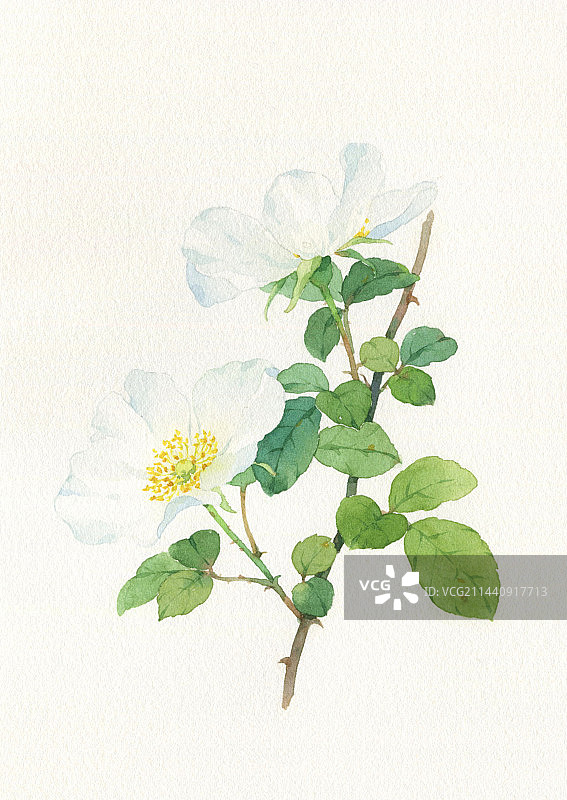 手绘金樱子图片素材