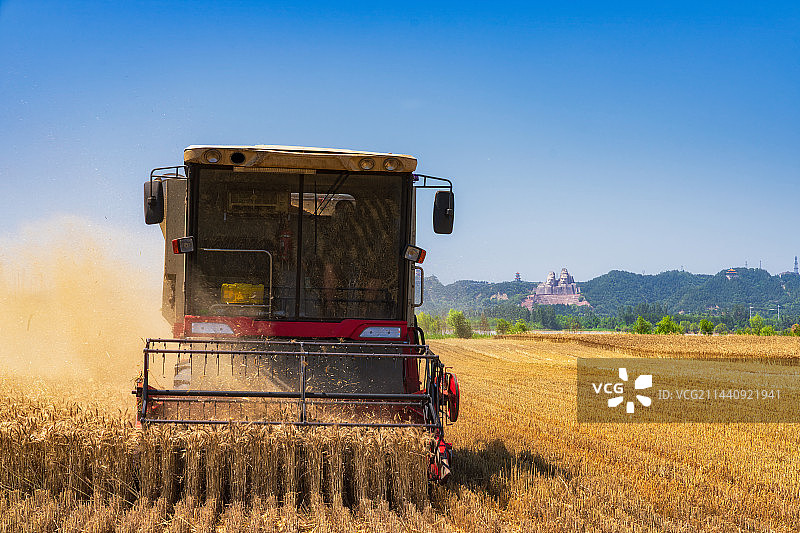 河南省郑州市黄河风景区（郑州黄河文化公园）炎黄二帝雕像与麦田夏季芒种时节收获场景图片素材