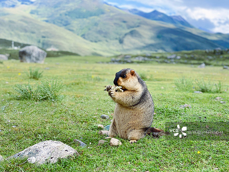 立身而行拱手拜 高原上的小可爱图片素材