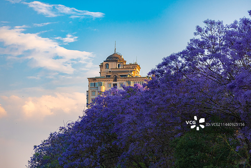 航拍蓝花楹紫色花海图片素材