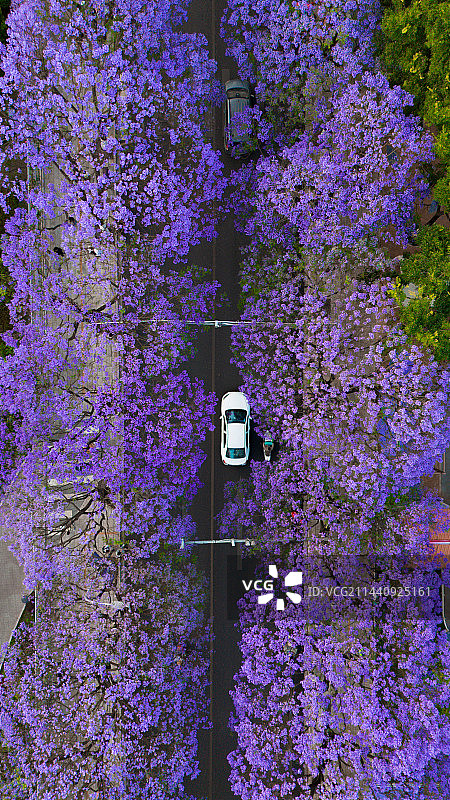 航拍蓝花楹紫色花海图片素材