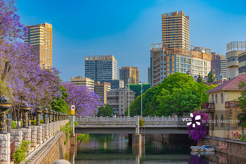 航拍蓝花楹紫色花海图片素材