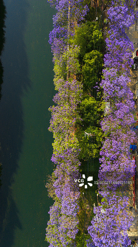 航拍蓝花楹紫色花海图片素材