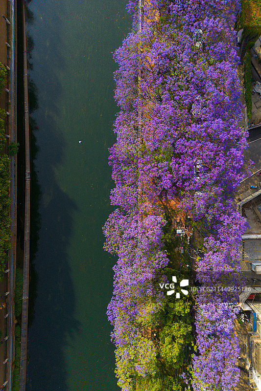 航拍蓝花楹紫色花海图片素材