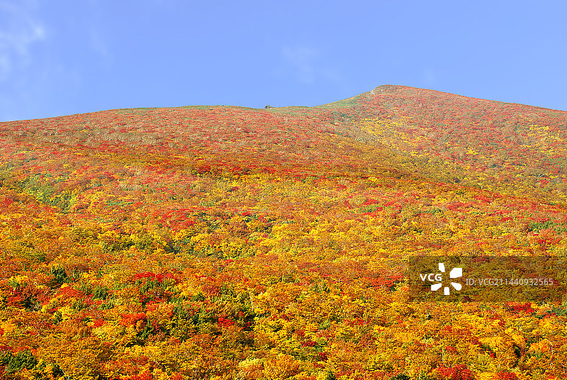 日本宫城县栗原市的栗驹山秋景图片素材