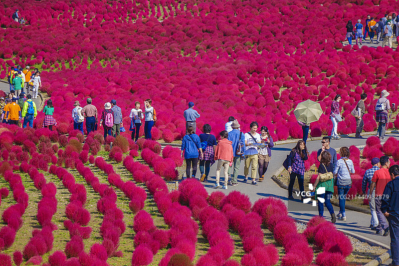 日本茨城县的扫帚草图片素材