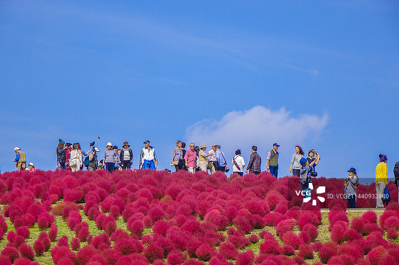 日本茨城县日立市的蓝天与地肤图片素材