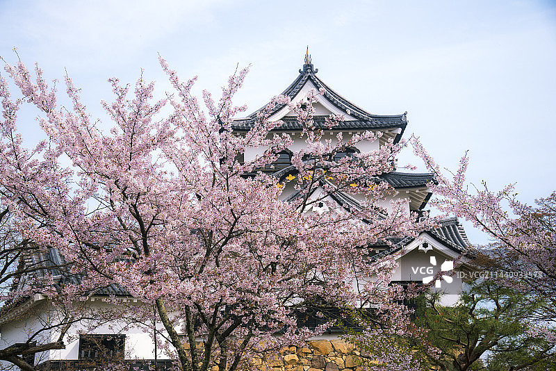 日本滋贺县彦根城和樱花图片素材